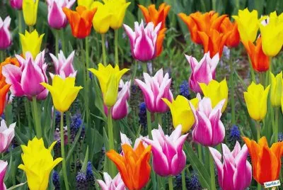 tulipes