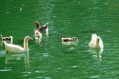 lago de anna