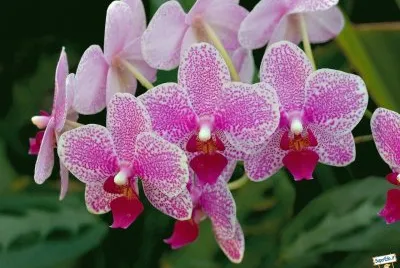 orchidÃ©es