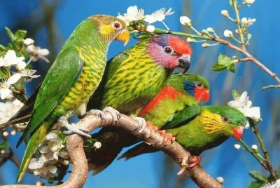 פאזל של pajaros