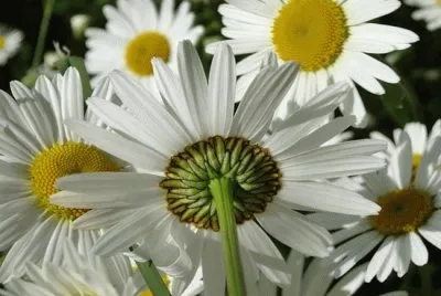 54