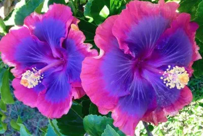 flor