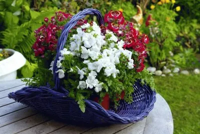 flor