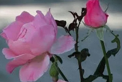 flores