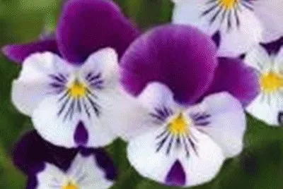 flores