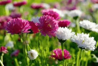 flores
