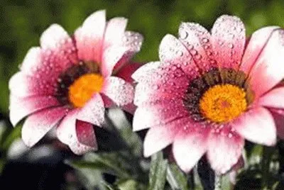 flores