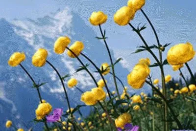 flores