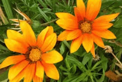 flores