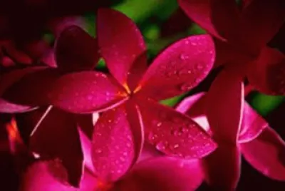 flores