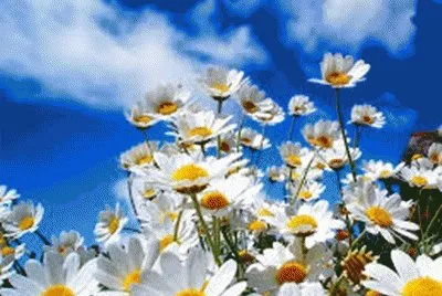 flores