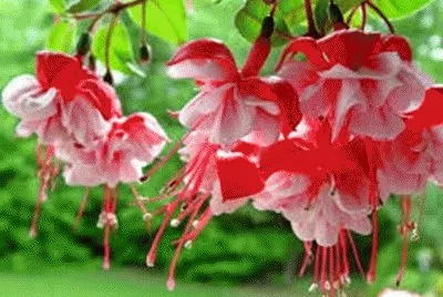 flores
