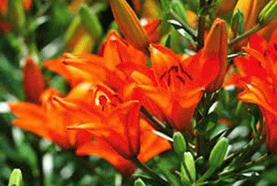 flores