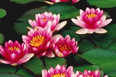 flores