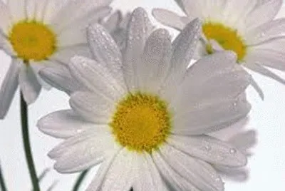 flores