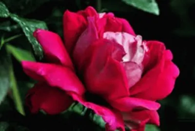 flores