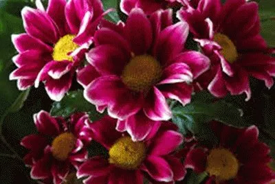 flores