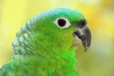 פאזל של loro de la Amazonia