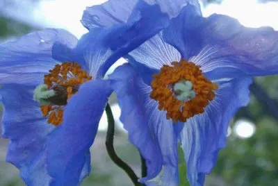 pavot bleu
