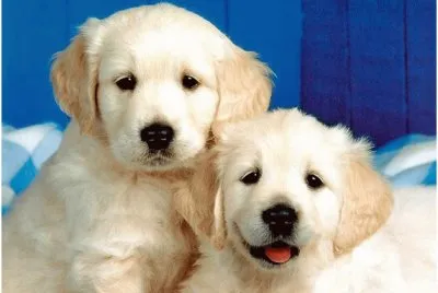 BICHINHOS DE ESTIMAÃ‡ÃƒO jigsaw puzzle