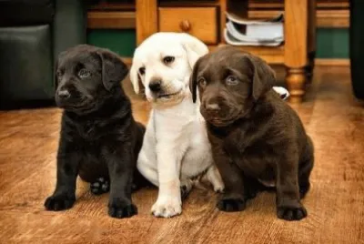 BICHINHOS DE ESTIMAÃ‡ÃƒO