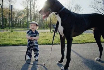 BB E CACHORRO