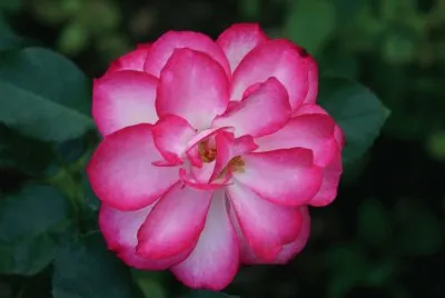rose jigsaw puzzle