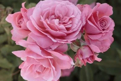 roses