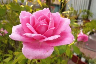 rose