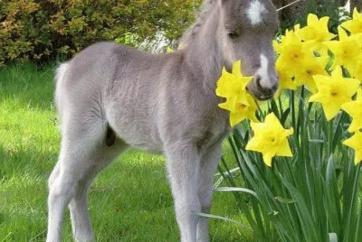 burrinho