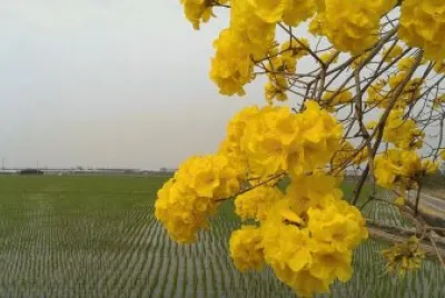 flor