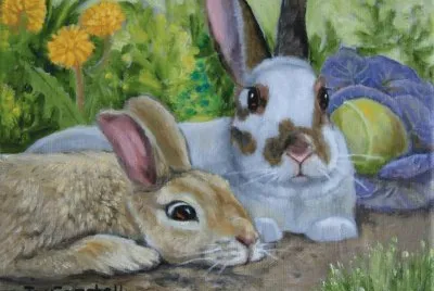 coelhos