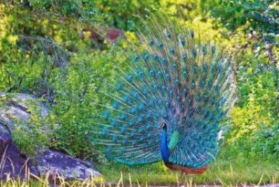 pavo real
