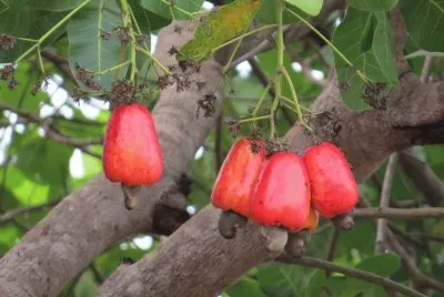 Cajueiro