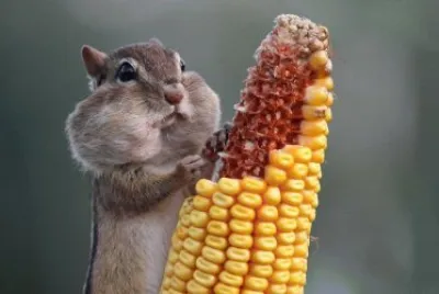 animales