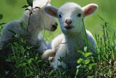 animales