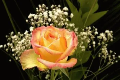 campo