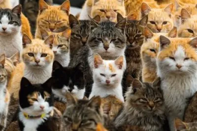 animales