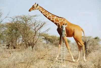 animales