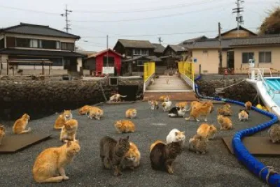 animales