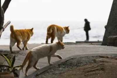 animales