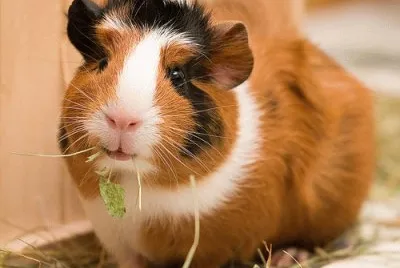 animales