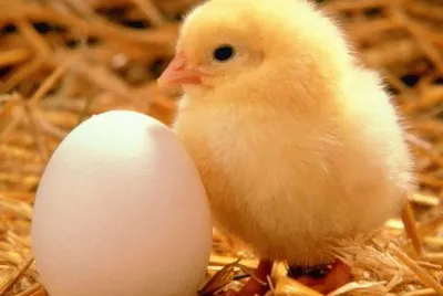 animales