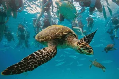 animales