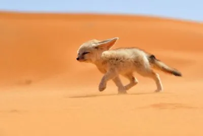 animales