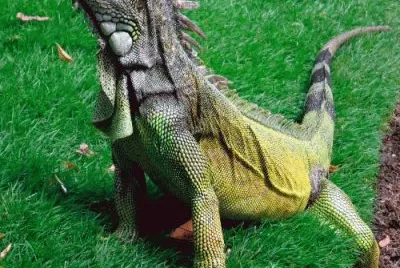 animales