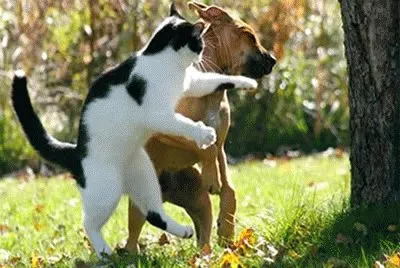 animales