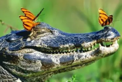animales