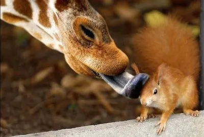 animales