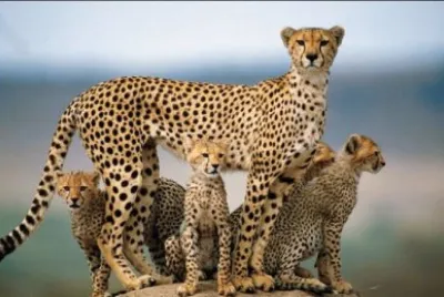 animales
